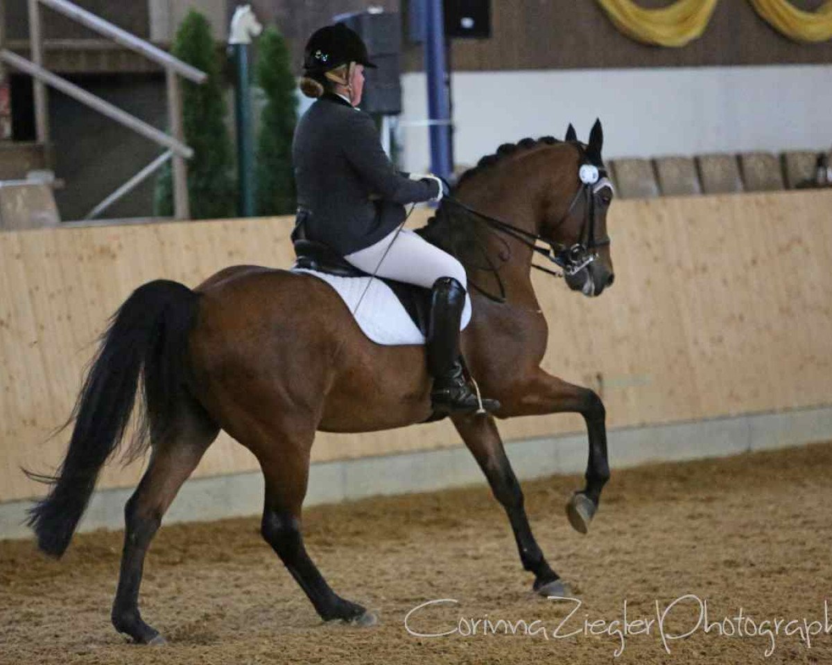 dressage horse C.E.I. Ruby Lemon (Hanoverian, 1999, from Rubinstein I)