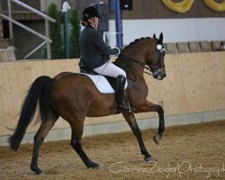 dressage horse C.E.I. Ruby Lemon (Hanoverian, 1999, from Rubinstein I)