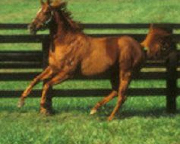 stallion Achieved xx (Thoroughbred, 1979, from Thatch xx)