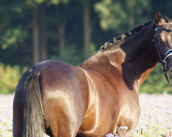 broodmare Fixin vin Noir (Oldenburg, 2009, from Fontane)