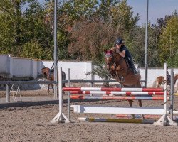 broodmare Wiesenguts Talea (German Riding Pony, 2007, from Thronfolger)