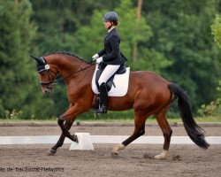 dressage horse Skyfall 13 (Oldenburg, 2008, from San Amour I)