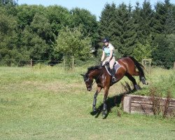 Springpferd Apollo Dreizehn (Westfale, 2009, von Albaran xx)