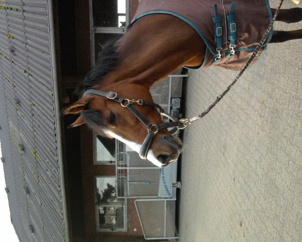 dressage horse Diany (German Riding Pony, 1991, from Duktus)
