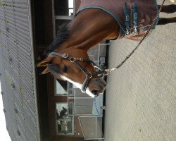 dressage horse Diany (German Riding Pony, 1991, from Duktus)