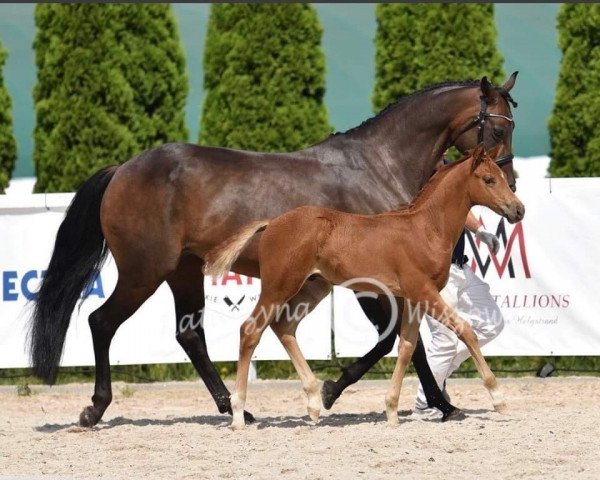 horse Jazz Golden Boy Premium Foal (Oldenburg, 2021, from Jazzman)