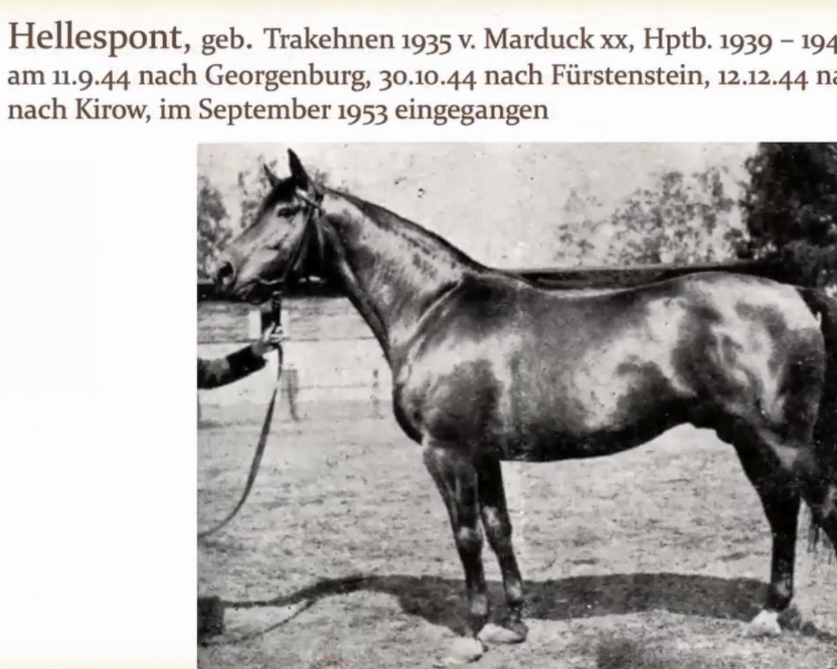 stallion Hellespont 4113 (Trakehner, 1935, from Marduck xx 1837)