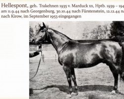 stallion Hellespont 4113 (Trakehner, 1935, from Marduck xx 1837)
