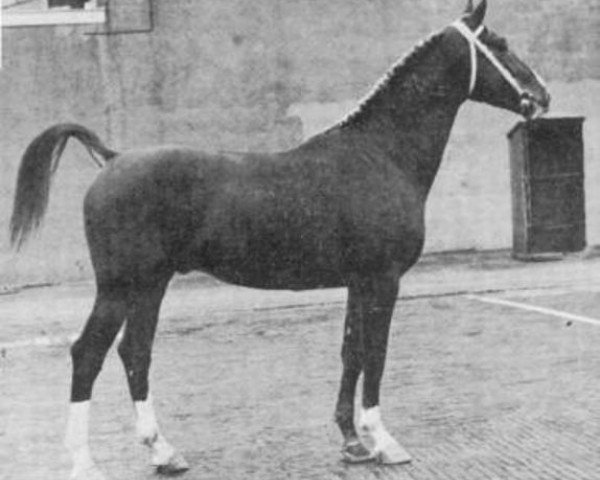 stallion Heemraad (Gelderland, 1966, from Ulex)