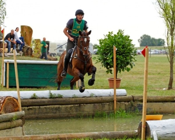 Geländepferd Blaze of Glory 4 (Trakehner, 2005, von Herzfunke)