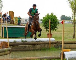 jumper Blaze of Glory 4 (Trakehner, 2005, from Herzfunke)
