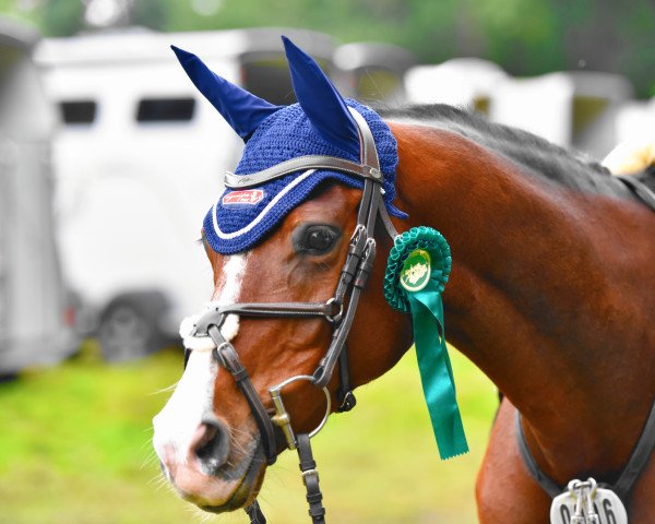 Springpferd Alice 425 (Oldenburger Springpferd, 2014, von Casino Berlin OLD)