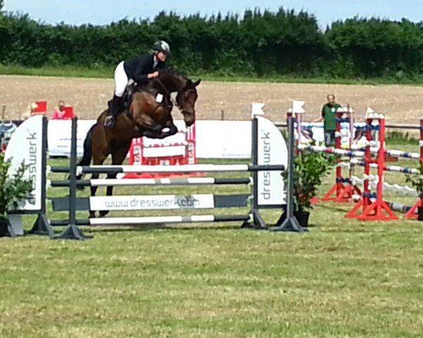 jumper Cemelli (Holsteiner, 2007, from Cartani 4)