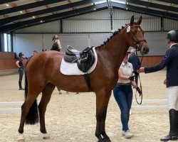horse Stute von Lex Lugar (Hanoverian, 2018, from Lex Lugar)