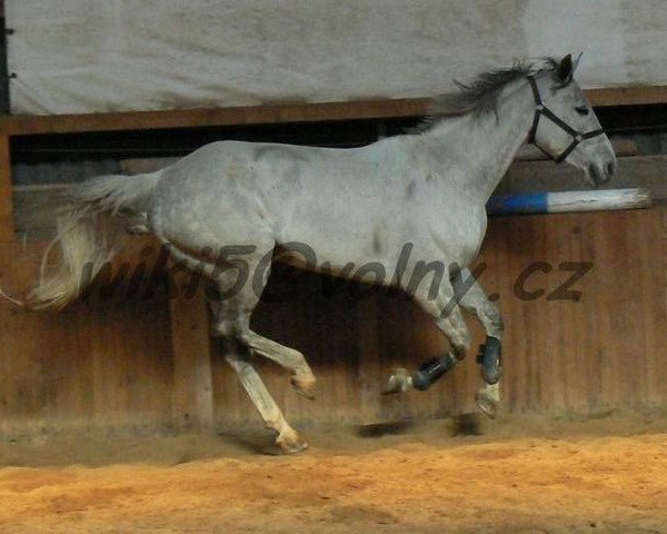 broodmare Rebeka (Czech Warmblood, 2000, from Radegast)