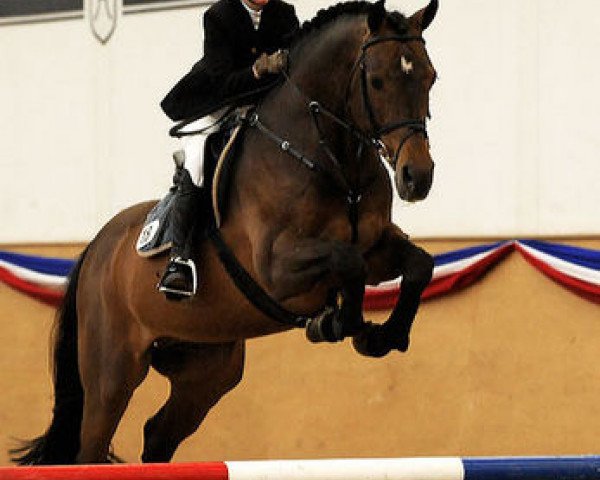 Étalon Larius W (Holsteiner, 1990, de Landgraf I)