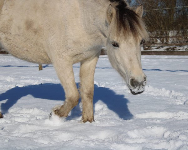 horse Mira vom goldenen Adler (Fjord Horse, 2019, from Gandalf)