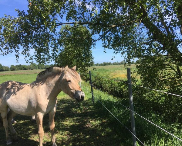 horse Maska vom goldenen Adler (Fjord Horse, 2019, from Gandalf)