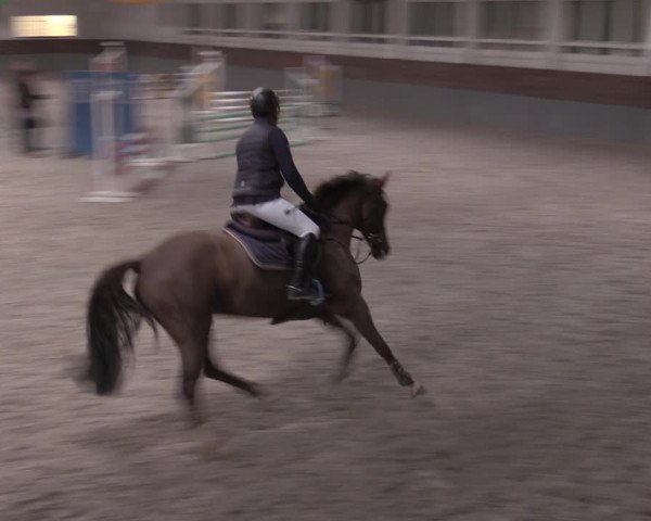 Reitturnier Ströbeck 2022