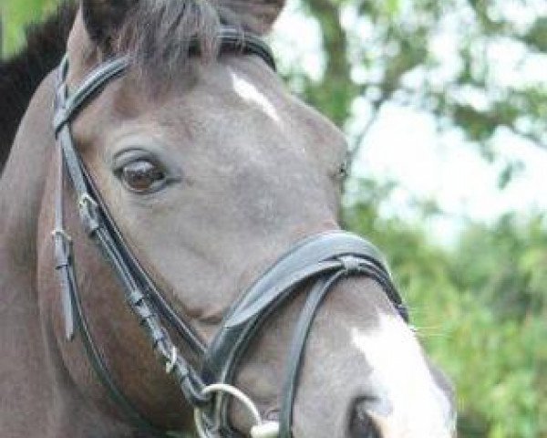 dressage horse Baila 7 (Danish Warmblood, 2002, from Harmony's Baroncelli)