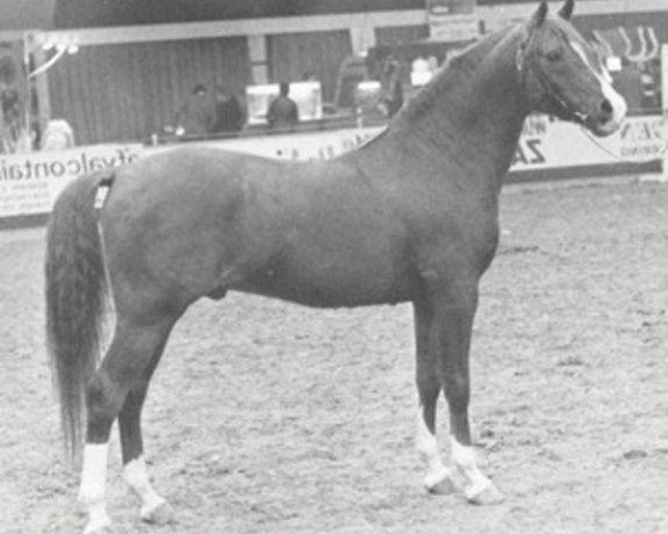 stallion Achar ox (Arabian purebred, 1966, from Noran 1956 ox)