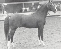 stallion Achar ox (Arabian purebred, 1966, from Noran 1956 ox)