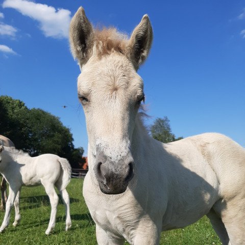 horse Mayla vom goldenen Adler (Fjord Horse, 2020, from Gandalf)
