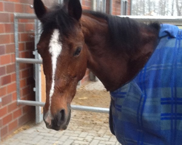 broodmare Kaori (German Riding Pony, 2005, from Top Karetino)