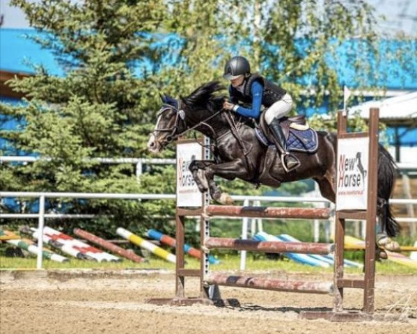 jumper Brave Heart 8 (German Riding Pony, 2008, from Benneton Boy)