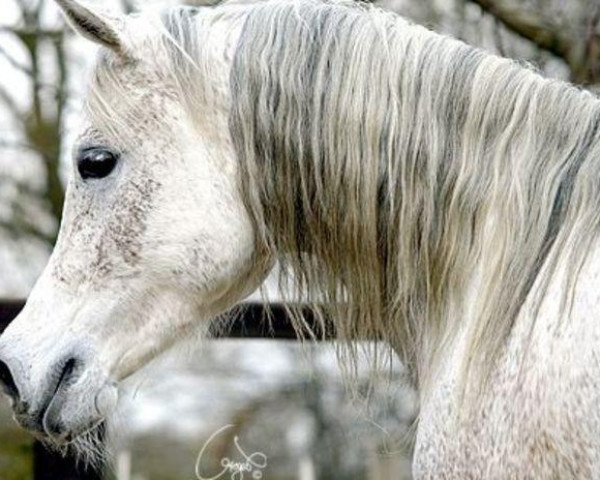 stallion Abusir Pasha EAO (Arabian purebred, 2000, from Abbas Pasha I ox)