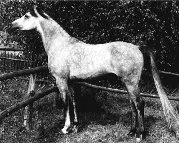 stallion Abu Azmi ox 1405 (Arabian purebred, 1979, from Kaidal II ox 3392)