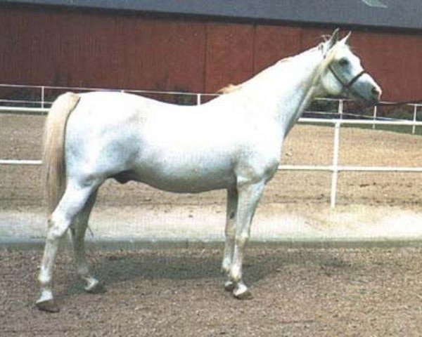 stallion Abu Ali ox (Arabian purebred, 1965, from Gwarny ox)