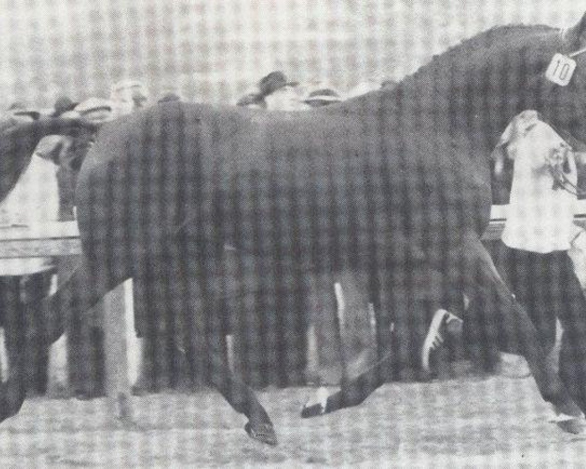 Deckhengst Absud (Hannoveraner, 1977, von Absatz)