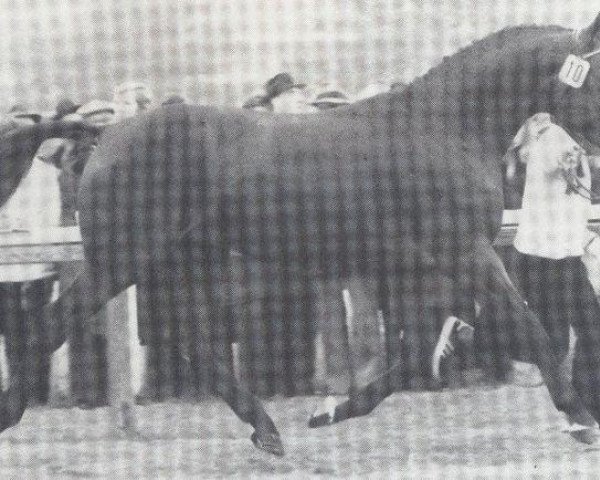 stallion Absud (Hanoverian, 1977, from Absatz)
