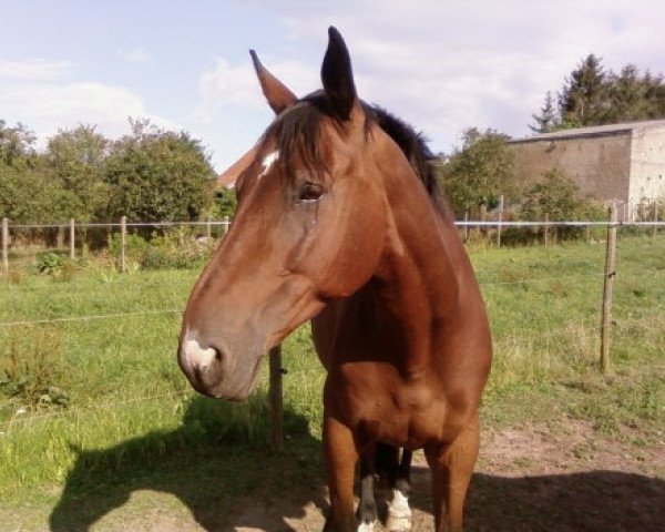 horse Velasques (Trakehner,  , from Kokoschka)