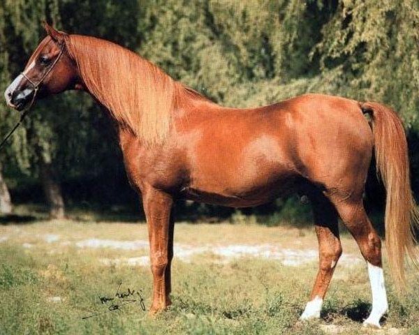 stallion Aboud ox (Arabian purebred, 1982, from Diamond Star ox)