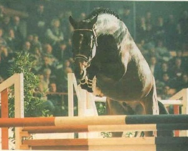 stallion Loradus (Holsteiner, 1993, from Lord Calando)