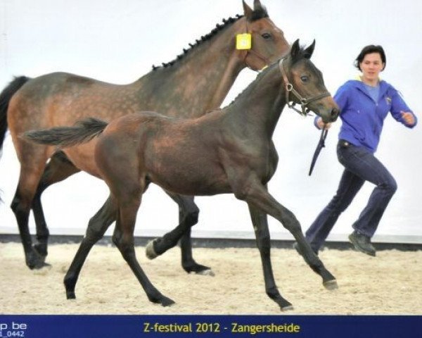 broodmare H-Lifetime (Holsteiner, 1993, from Lord)