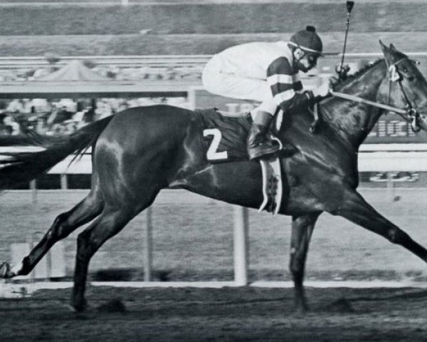 broodmare Its In The Air xx (Thoroughbred, 1976, from Mr. Prospector xx)