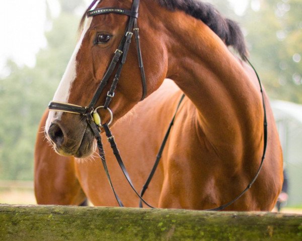 jumper Kendra 7 (Oldenburg show jumper, 2004, from Kannan)