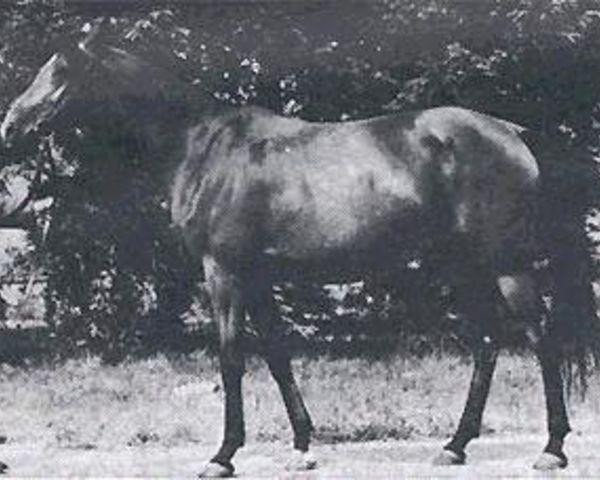 broodmare Abhazja ox (Arabian purebred, 1956, from Omar II ox)