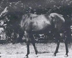 broodmare Abhazja ox (Arabian purebred, 1956, from Omar II ox)