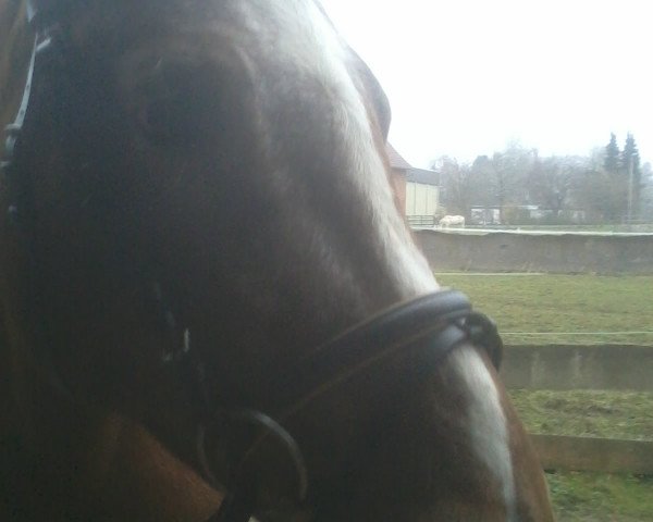horse Save (Little German Riding Horse, 2003, from Shaddow of Severloh)