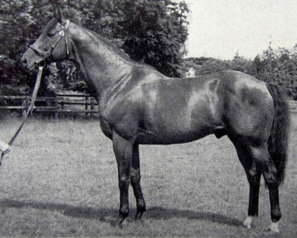 Deckhengst Aberdeen xx (Englisches Vollblut, 1961, von Abernant xx)