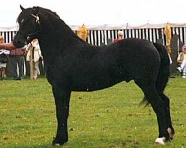 stallion Abercippyn Crackerjack (Welsh-Cob (Sek. C), 1996, from Parvadean Flashlight) stallion Abercippyn Crackerjack (Welsh-Cob (Sek. C), 1996, from Parvadean Flashlight)