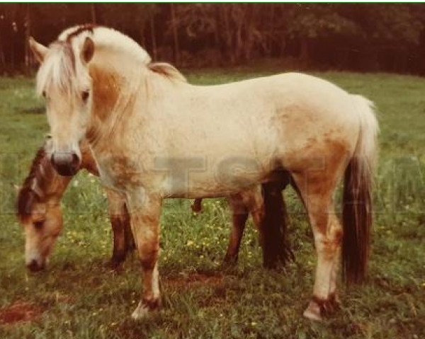 stallion Tunar 126 SWE (Fjord Horse, 1980, from Huldregutt N.1719) stallion Tunar 126 SWE (Fjord Horse, 1980, from Huldregutt N.1719)