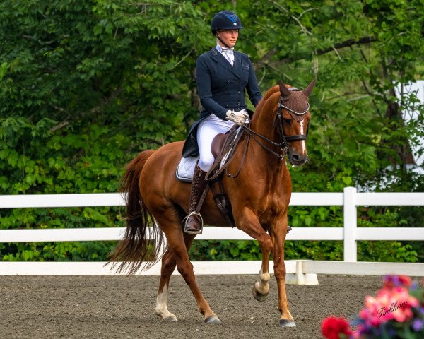 dressage horse Cloud Dancer Casimo He We (German Riding Pony, 2010, from Constantin)