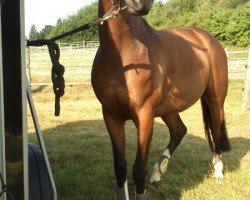 jumper Estella - G (Bavarian, 2004, from Wallace)