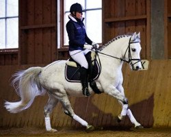 Dressurpferd Golden Night-Live (Deutsches Reitpony, 2005, von Golden Atreju)