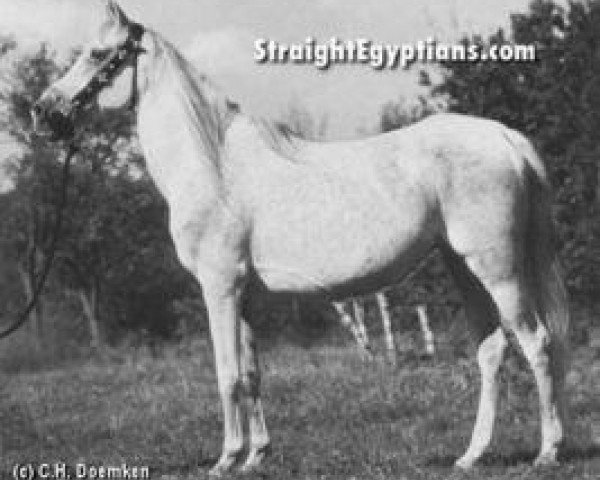 broodmare Afifa 1963 EAO (Arabian purebred, 1963, from Morafic 1956 EAO)
